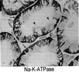 translocating ATPase NBC Na:HCO 3 cotransporter Na + Pitts JCI 28:35.