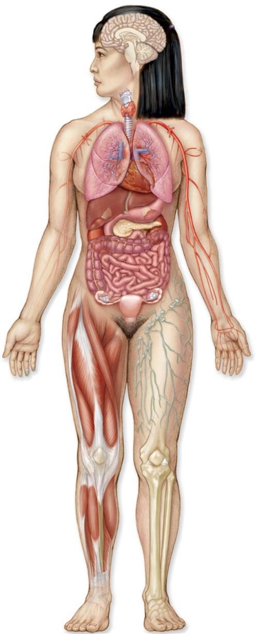11.4 Kidneys and Homeostasis The urinary system and homeostasis All systems of the body work with the urinary system to maintain homeostasis. these systems are especially noteworthy.