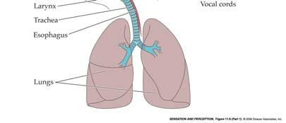Production respiration (lungs) phonation (vocal cords) articulation (vocal tract)