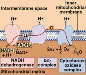 Cell Respiration - 11 Electron Transport Chain and ATP Synthesis by Chemiosmosis Electrons can travel down an electron transport chain, releasing their energy in controlled bits.