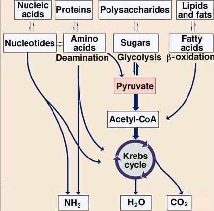 Cell Respiration - 16 Versatility of Metabolic Pathways Those Other Fuel Molecules Other carbohydrates -----> Glucose -----> Glycolysis Proteins -----> Amino Acids -------> Pyruvate -------> Krebs