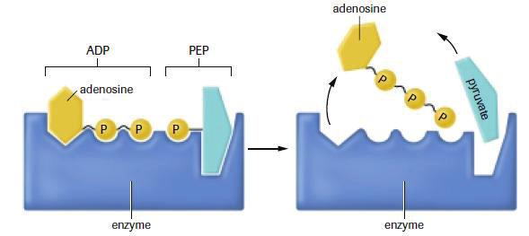 Before we begin, recall we are. This is done in two distinctly different mechanisms called: 1. 2.. Substrate-Level Phosphorylation - ATP is formed reaction. - A phosphate group is, forming ATP.