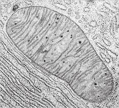 Moving into the Mitochondria: Use pg.