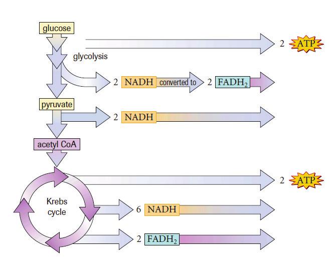 KREBS KEYS: Krebs cycle occurs processed reacts with to produce citrate. (citric acid cycle). Citrate has. (tricarboxylic acid cycle, TCA cycle).