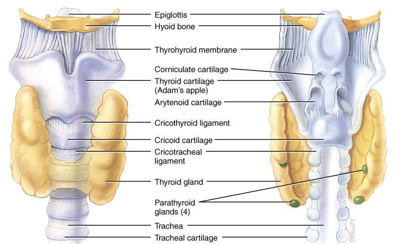 Larynx Anterior Posterior Cartilage & connective tissue tube