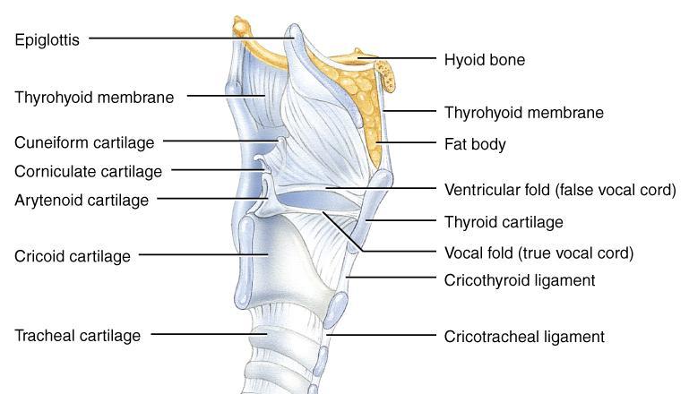 Vocal Cords False vocal cords (ventricular folds) found above vocal