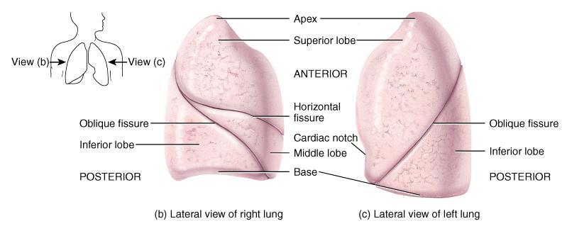 Gross Anatomy of Lungs Base, apex, cardiac notch Oblique & horizontal fissure in