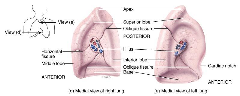 Mediastinal Surface of Lungs Blood vessels & airways enter