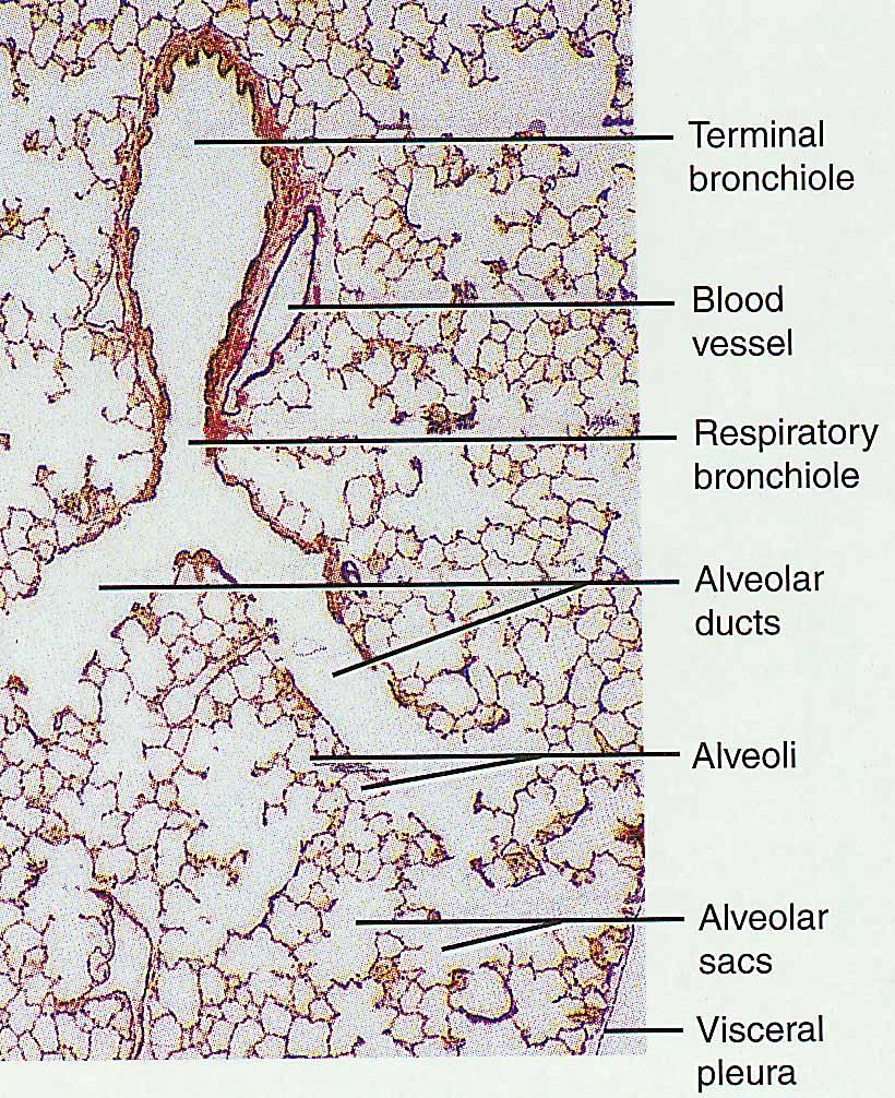 Histology of Lung Tissue Photomicrograph of lung