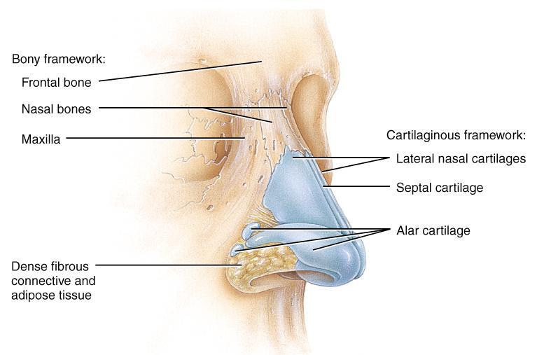 External Nasal Structures Skin, nasal bones, & cartilage lined