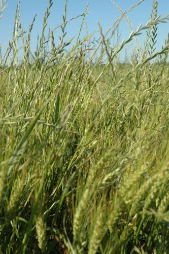 However, over time, efficacy of the SUs has decreased, causing the weed to reemerge as a difficult problem for area wheat producers.