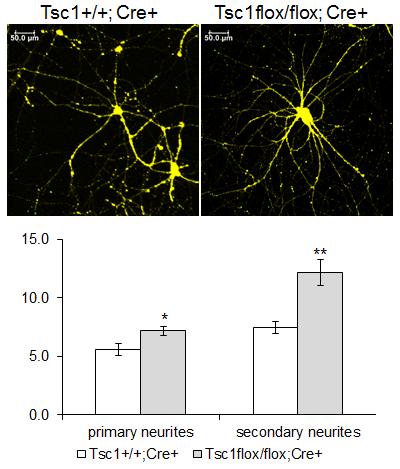 6 suggest that the increased excitability in TSC1 mgfapcre CKO mice might be due to Cre-expressing recombinant excitatory neurons and that the Cre and dtomato expression do not alter spine density.