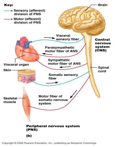 Autonomic Nervous System Associated with involuntary movement Automatic Operates without conscious control Examples are digestion,