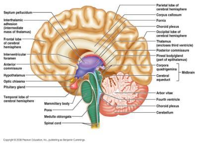 Cerebellum Name means little brain All functions involve movement Coordinates