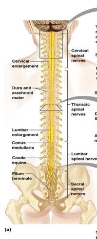 Spinal Cord 2 Major Functions 1.