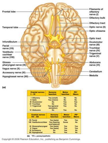 Cranial Nerves Twelve pairs Primarily serve the head &
