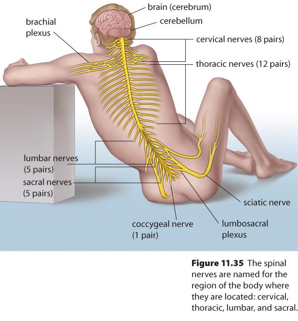 Peripheral nervous system Somatic Sensory Motor MH: 396 N: 433 Soma6c nervous system MH: 397 N: 434