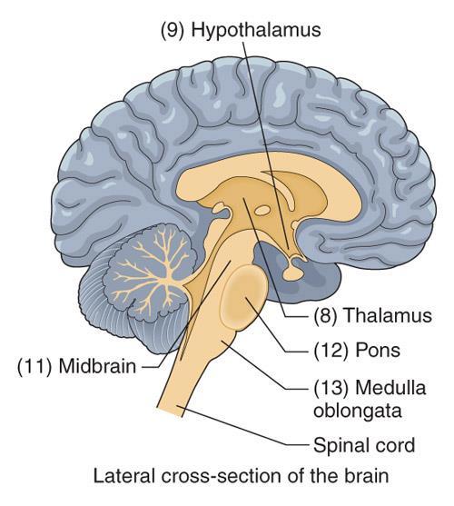 central : BRAIN Brain stem