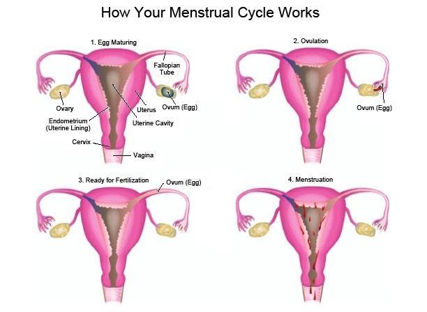 Menstrual Cycle is a series of changes or 4 phases in the female body that includes: maturation of ovum/egg, release of egg(ovulation), uterine lining preparation and menstruation(shedding of lining).