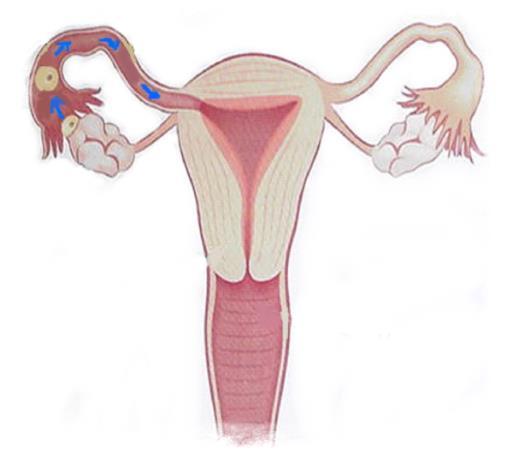 Ovulation Each month a mature egg is released from one ovary, the egg (ovum) travels down the Fallopian Tube.