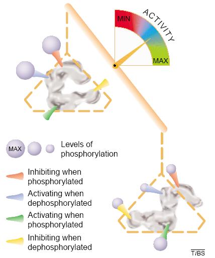 Multiple Phosphorylation Sites Allow fine-tuning of kinase / transcription