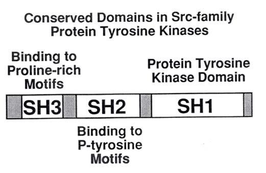 Tyrosine Kinase Domains SH=src homology-regions that mediate
