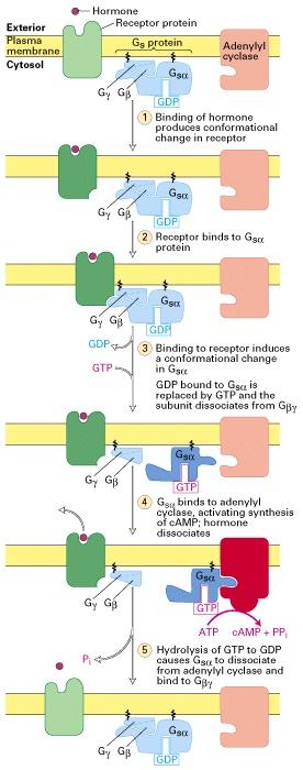 as a guanine nucleotide exchange