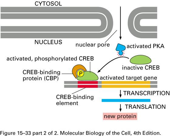 PKA Regulates Gene Expression CRE:Cyclic AMP Response Element CREB: