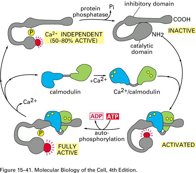 Ca-calmodulin dependent