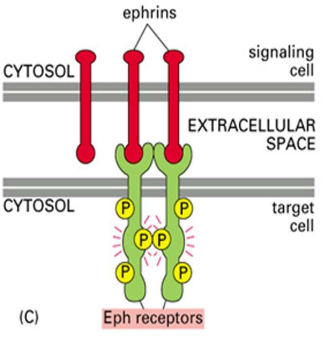 receptors and phosphorylate each other Ephrins: a membrane bound protein in