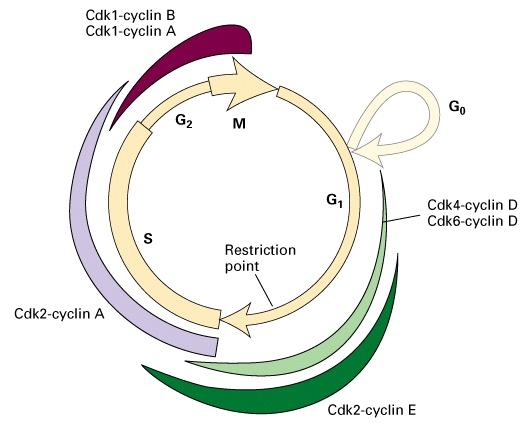 Cyclin-cdk Complexes Regulate Cell Cycle Cdk 4 and