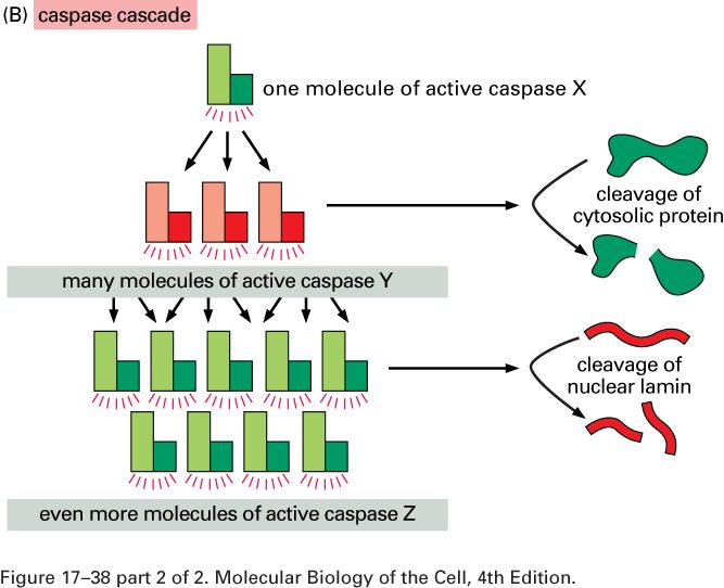 Apoptosis by caspases Initiator Capases Effector Caspases * Caspases: A family of proteases responsible for apoptosis