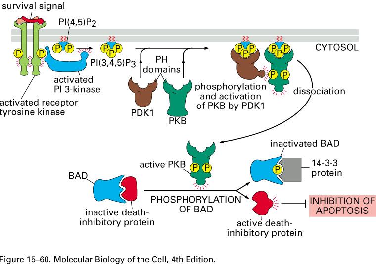 PI -3-Kinase Signaling Prevents Apoptosis :Bcl2 PDK1: Phosphatidyl inositol -dependent protein