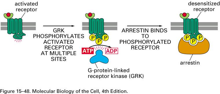Inhibition of GPCR