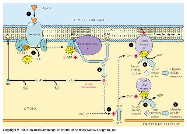 Down-regulation of Inositol Lipid Signaling 1. IP 3 rapidly dephosphorylated by phosphatases. 2.