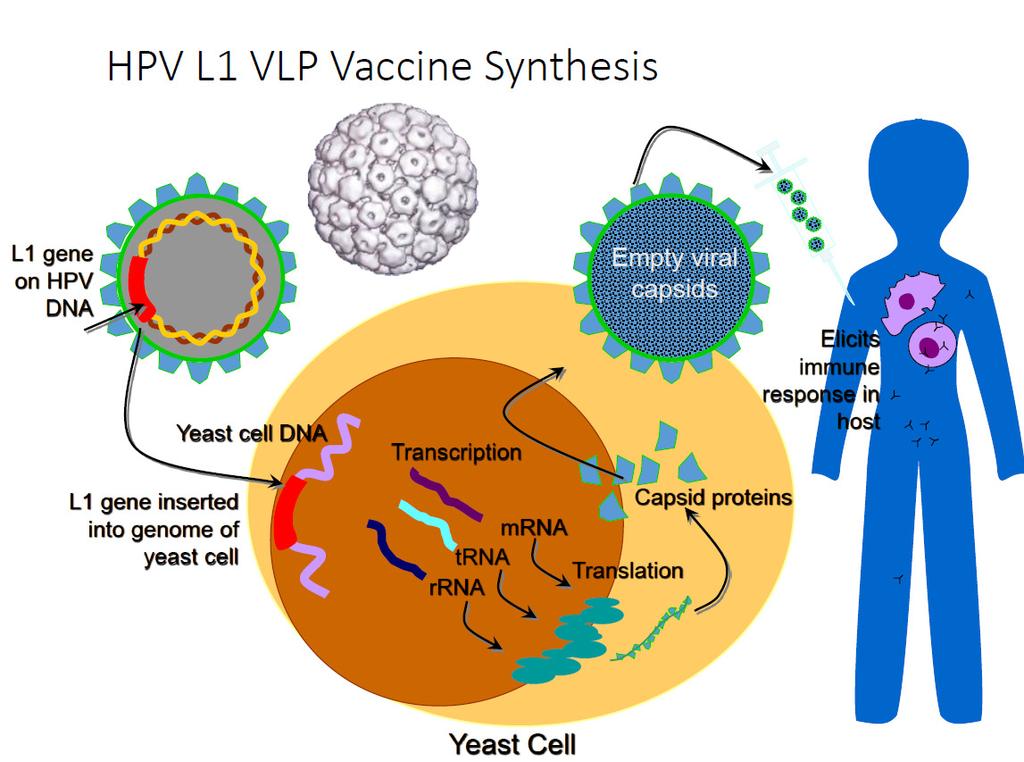 12/26/217 Prophylactic HPV Vaccines: L1 Virus-like Particles (VLPs) Non-infectious Produce higher levels of Abs than natural infection HPV Vaccine: What Does it Cover Valency Year Licensed Strains