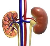 de reduction in renal clearance drug