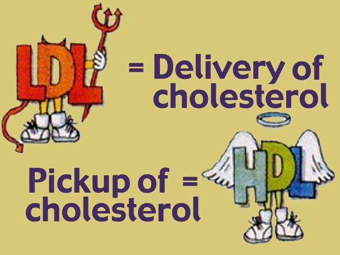 good cholesterol vs.