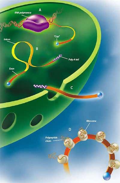 RNA can travel from the nucleus to the cytoplasm of the cell (the area outside the