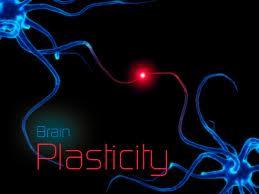 Brain Plasticity Changes Everything As recently as the 1970 s we believed that after the