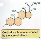 Stress Hormones Cortisol is referred to as the stress hormone because