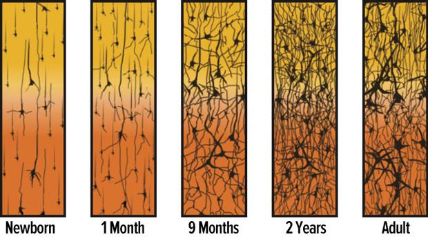 Neuron density over time Source: Corel, JL.