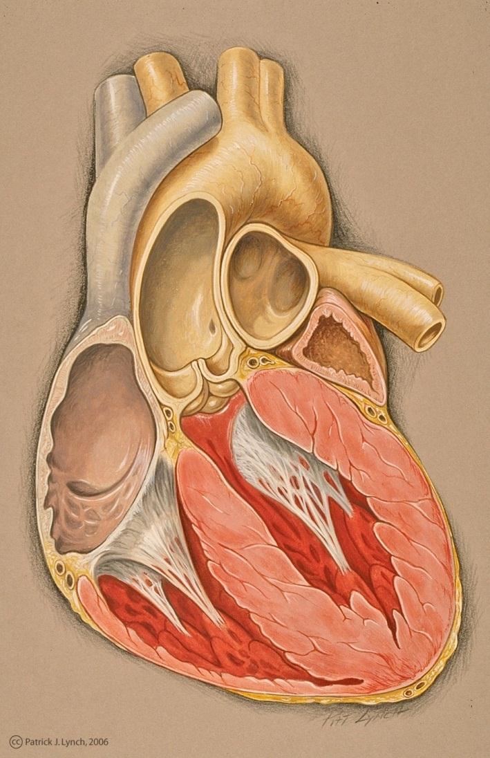 MUSCULAR WALL OF THE HEART Myocardium