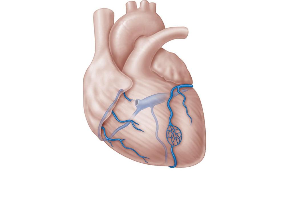 Coronary sinus drains into right atrium Superior vena cava Anterior cardiac veins Great cardiac