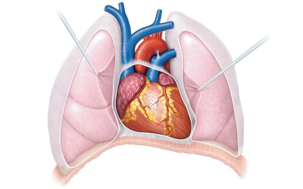Superior vena cava Pulmonary trunk Diaphragm Aorta Parietal