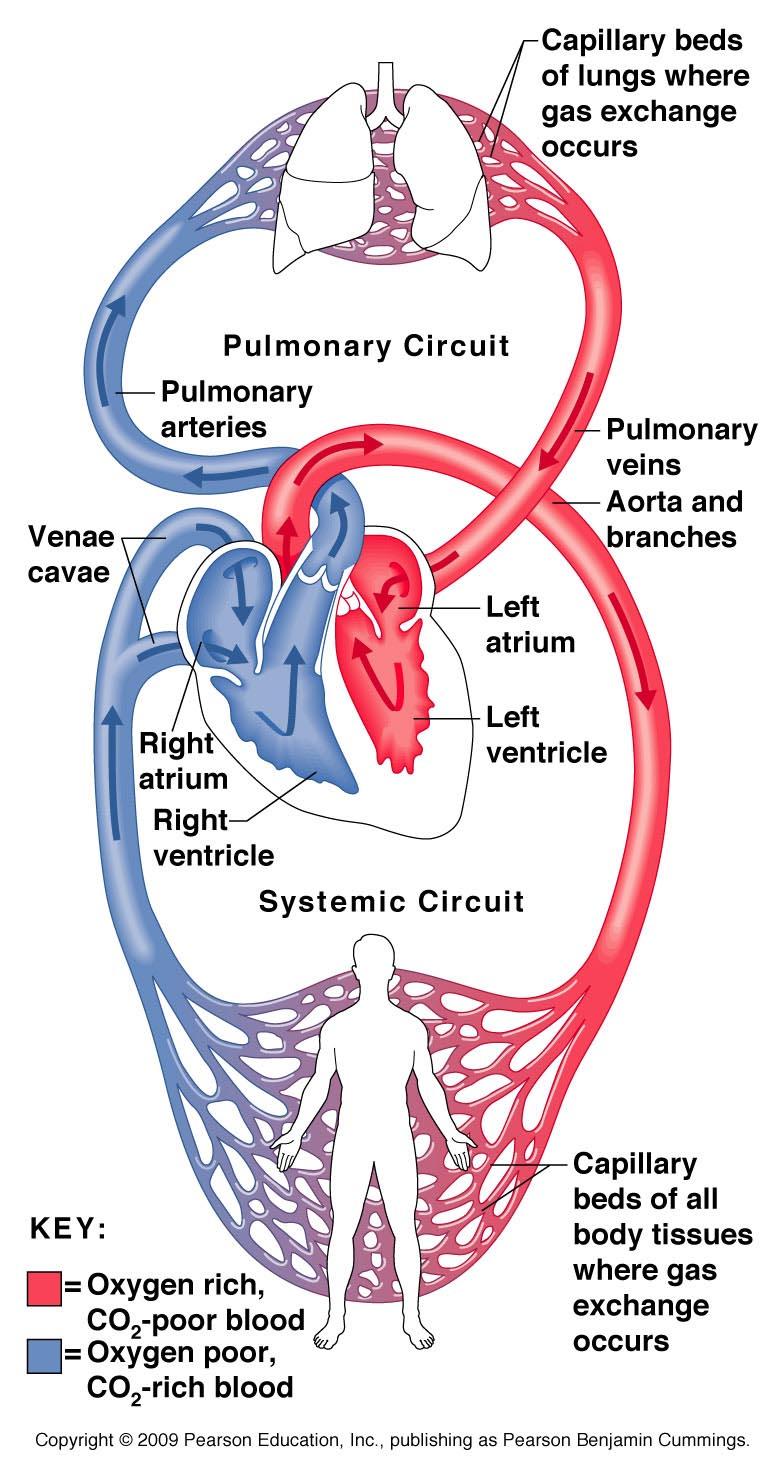 Systemic and Pulmonary