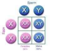 2. Biological Sex - based on inheritance of sex chromosomes from gametes. Sexual Reproduction > Involves production of gametes at sexual maturity.