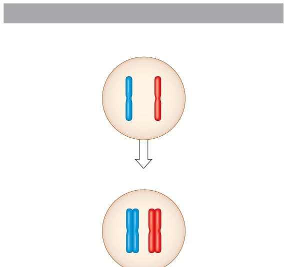 Interphase Homologous pair of chromosomes in diploid parent cell Chromosomes replicate