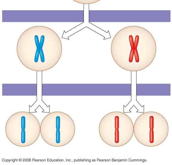 chromosomes Meiosis I Meiosis II 1 Homologous chromosomes separate Haploid cells with