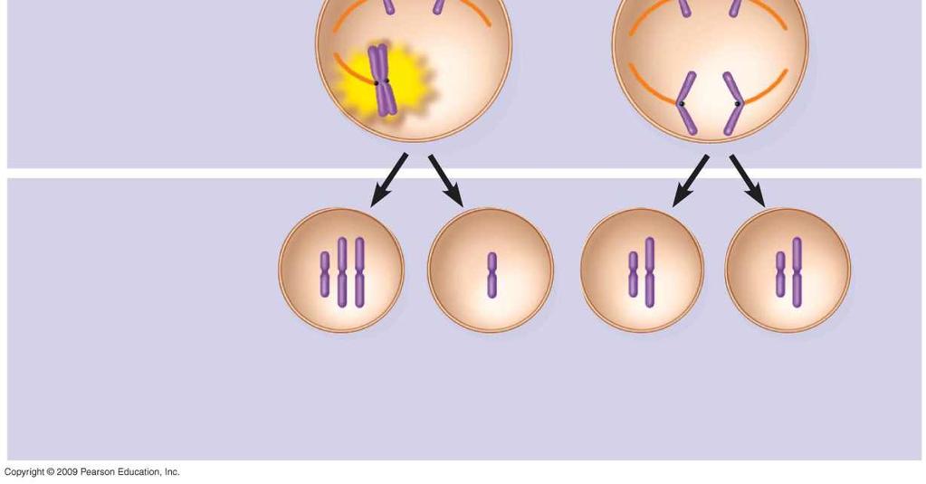Nondisjunction in meiosis II